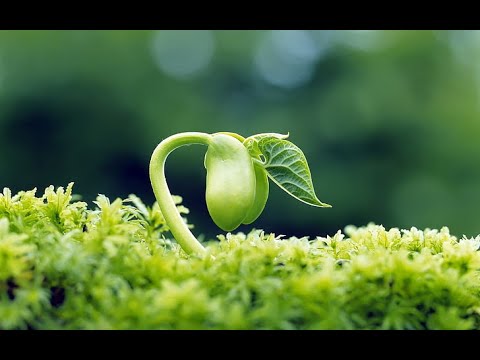 Green Marvels with the World&#039;s Botanical Wonders (1 Min)