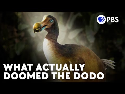 The Real Story Of The Dodo Bird&#039;s (Current) Extinction