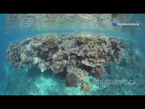 Coral Bleaching Explained: The Alarming Truth About Dying Reefs