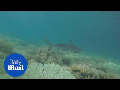 Great Barrier Reef suffers from &#039;unprecedented&#039; coral bleaching - Daily Mail