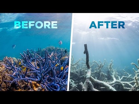 The Great Barrier Reef Is Dying