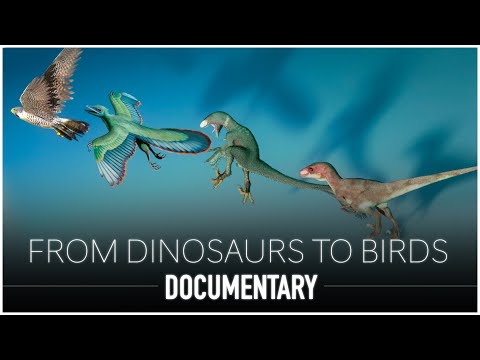 From Dinosaurs to Birds: The Remarkable Evolutionary Journey Unveiled | Dinosaur Documentary